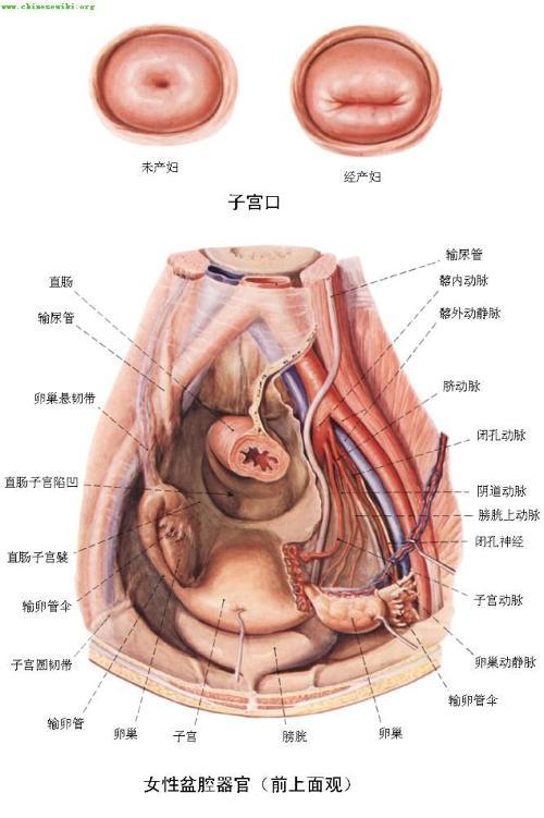 盆腔淤血症最新治疗法研究